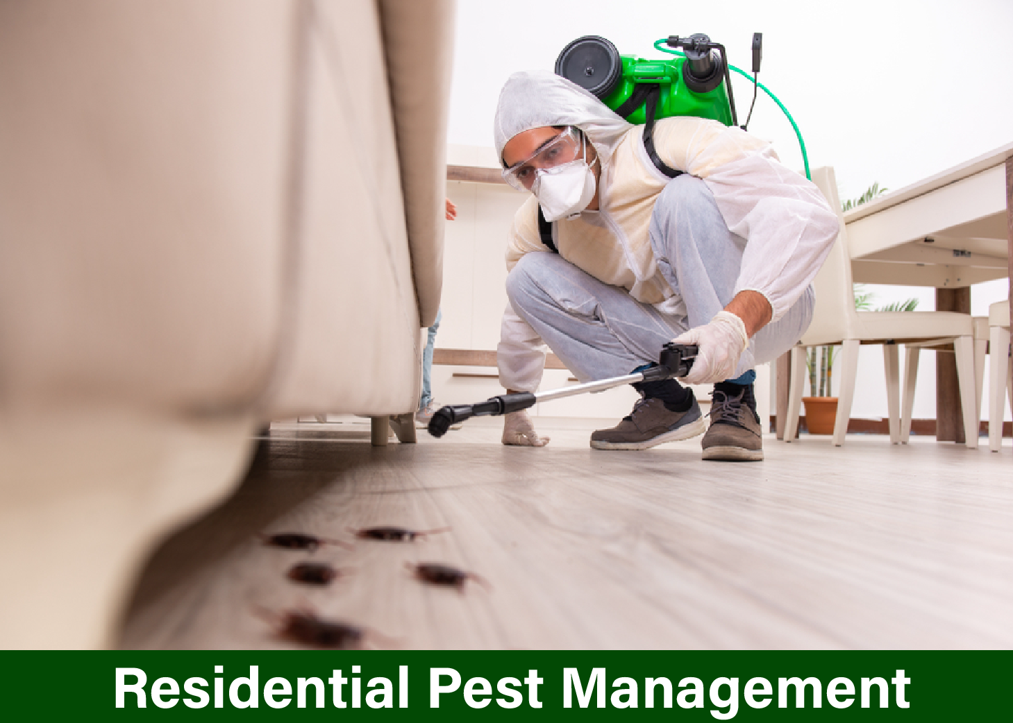 Residential Pest Management