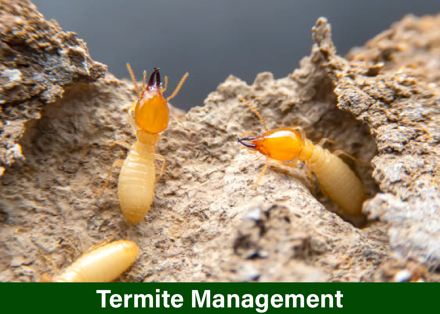 Termite Control