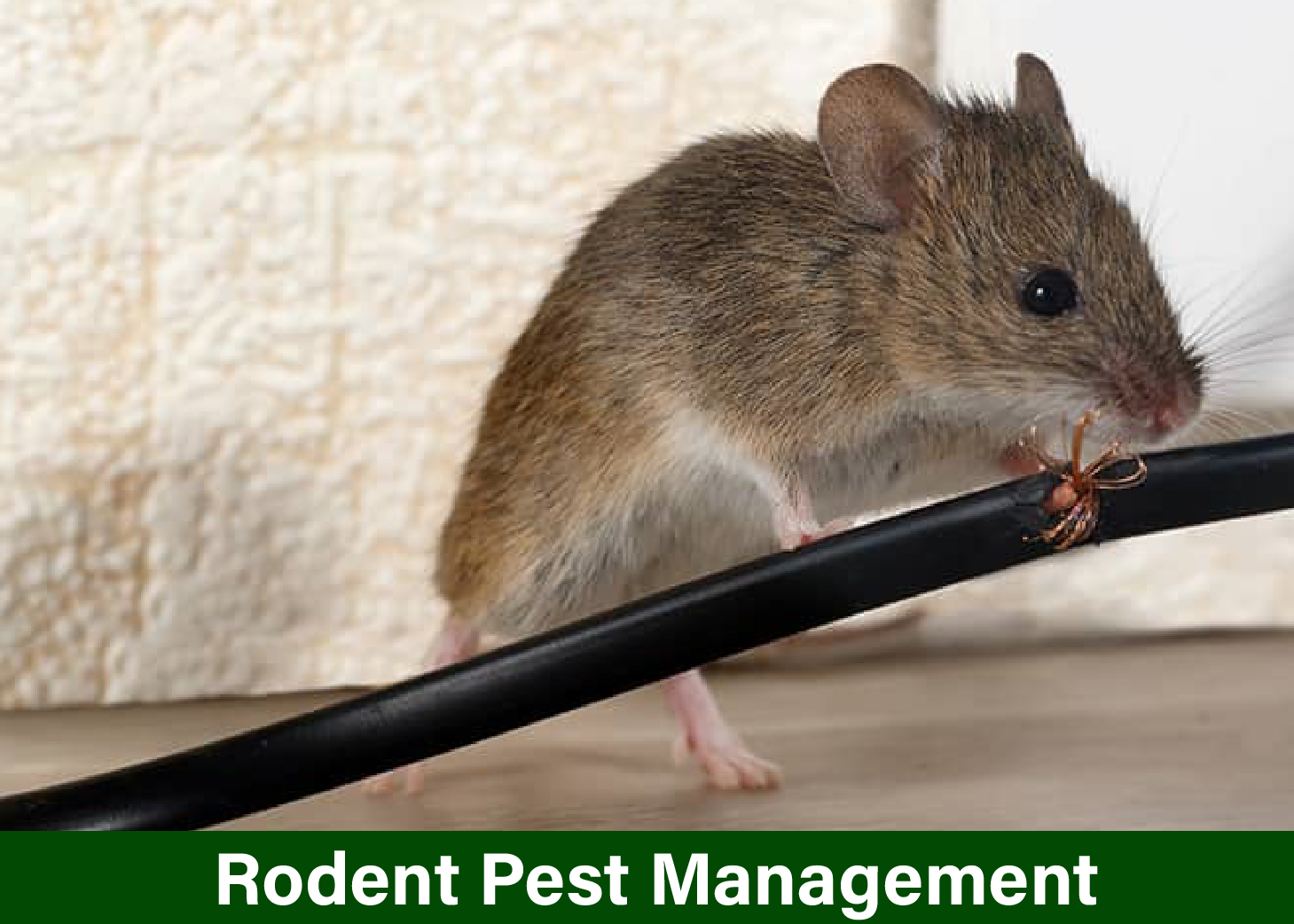 Rodent Pest Management