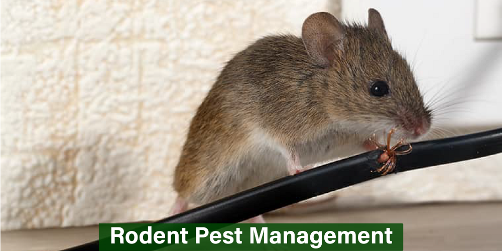 Rodent Pest Management