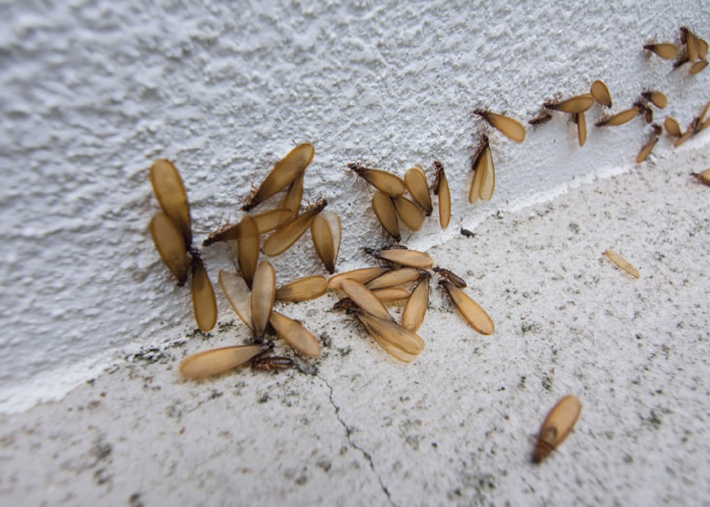 Termite Control