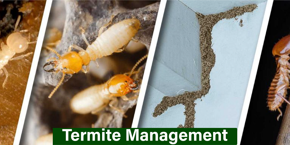 Termite Control