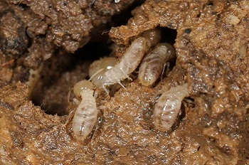 Termite Control