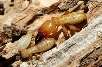 Termite Control