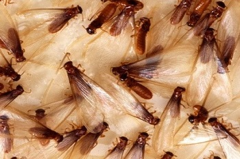 Termite Control