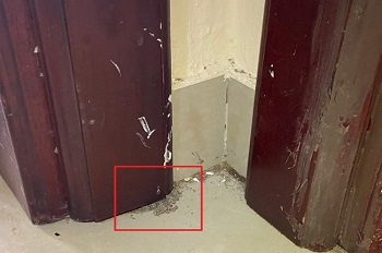 Termite Control
