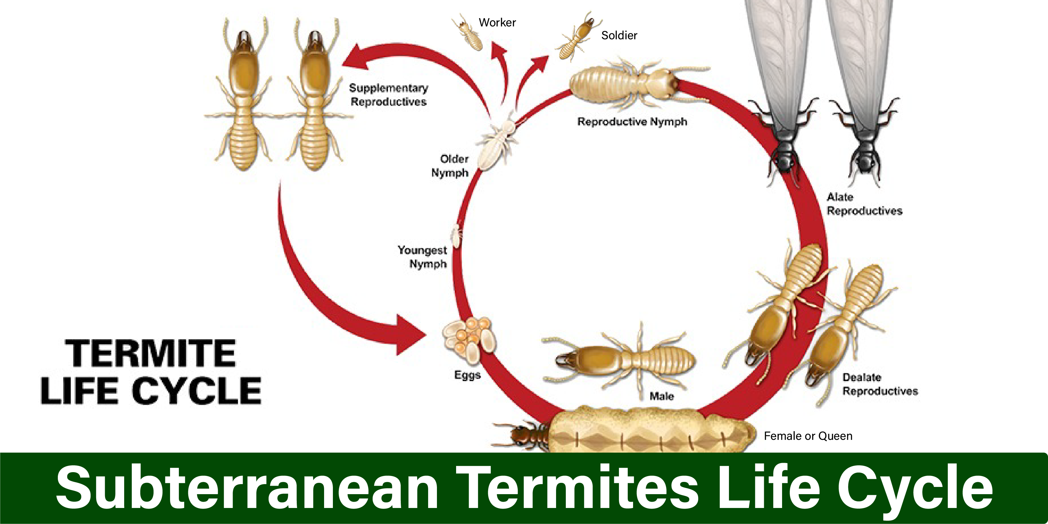 Termite Control