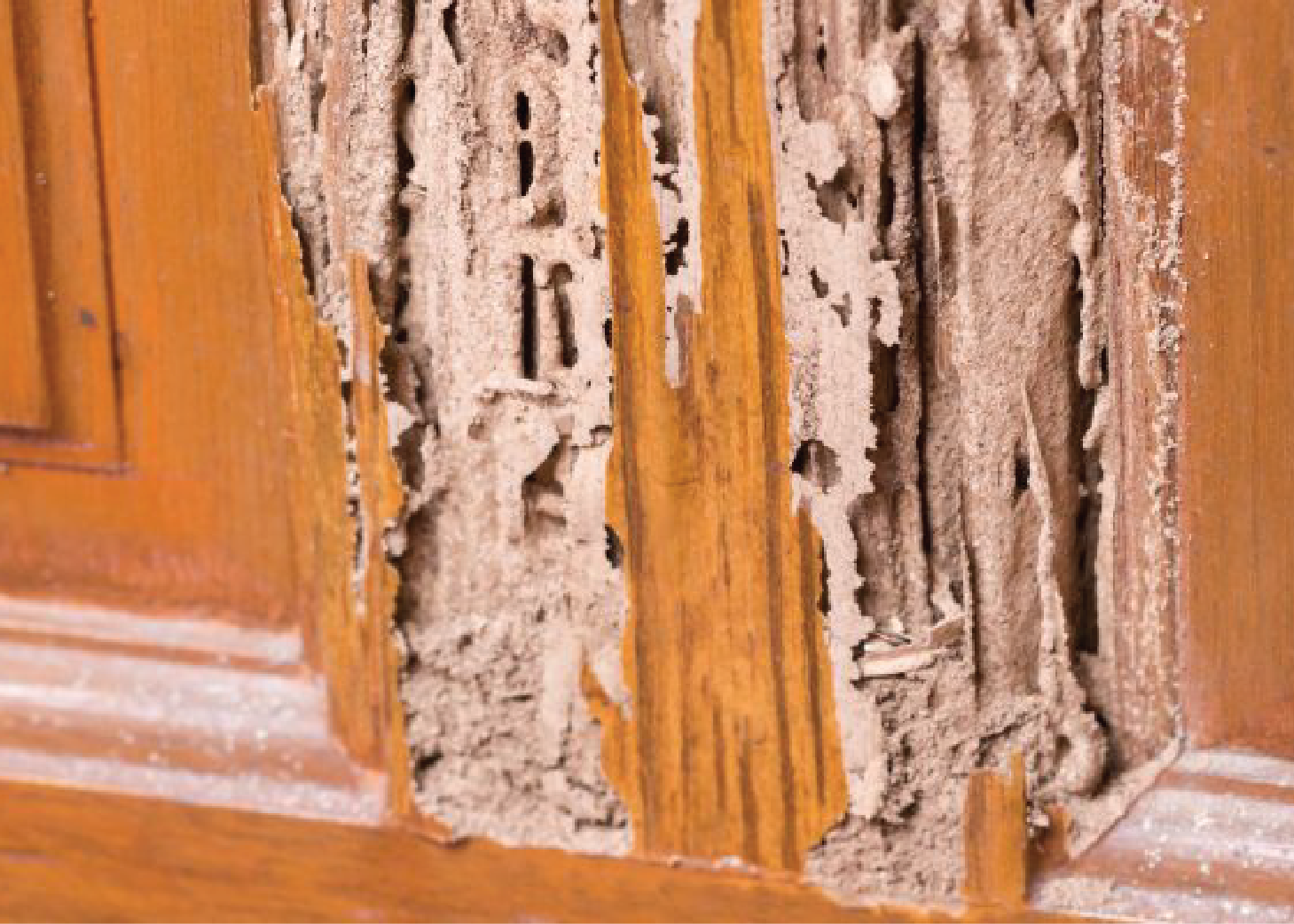 Termite Control